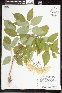 Sambucus nigra image