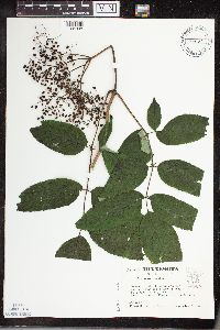 Sambucus nigra image