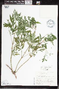 Sambucus nigra image