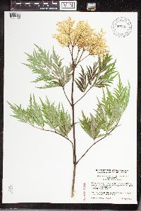 Sambucus nigra image