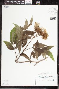 Sambucus nigra image