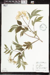Sambucus nigra image