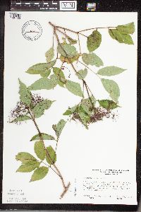 Sambucus nigra image