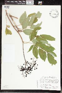 Sambucus nigra image