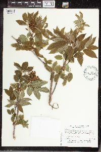 Sambucus racemosa image