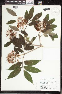 Sambucus racemosa image