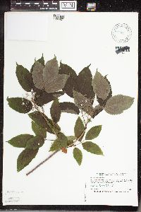 Sambucus racemosa image