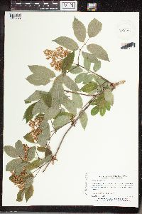 Sambucus racemosa image