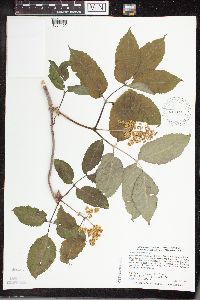 Sambucus racemosa image