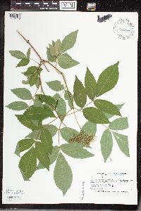 Sambucus nigra image