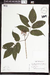 Sambucus racemosa image