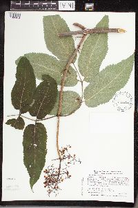 Sambucus racemosa image