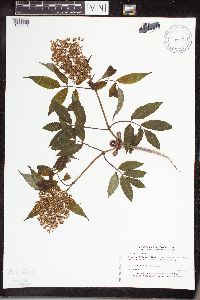 Sambucus racemosa image