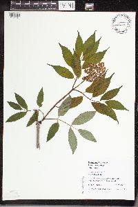 Sambucus racemosa image