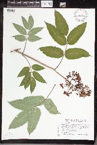 Sambucus racemosa image