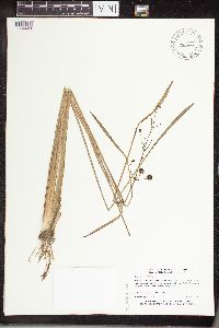 Sagittaria cristata image