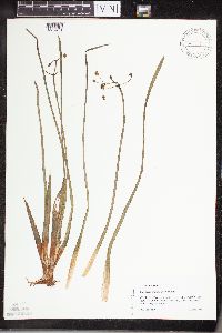 Sagittaria cristata image