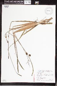 Sagittaria cristata image