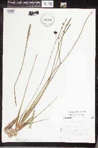 Sagittaria cristata image