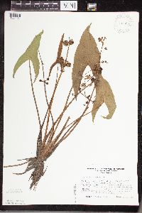 Sagittaria cuneata image