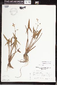 Sagittaria cuneata image