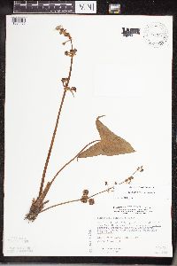 Sagittaria cuneata image