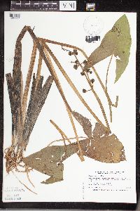 Sagittaria cuneata image