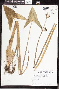 Sagittaria cuneata image