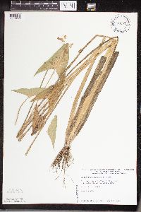 Sagittaria cuneata image