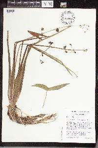 Sagittaria cuneata image