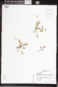 Sagittaria cuneata image