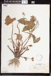 Sagittaria montevidensis image