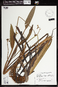 Sagittaria rigida image