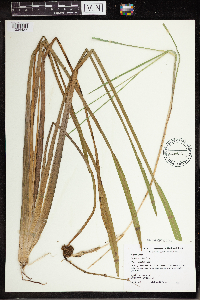 Sagittaria rigida image