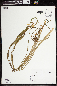 Sagittaria rigida image