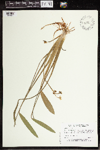 Sagittaria rigida image