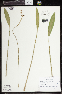 Sagittaria rigida image