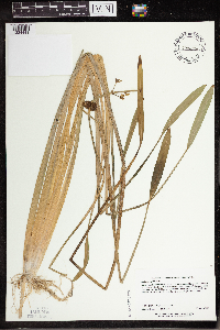Sagittaria rigida image