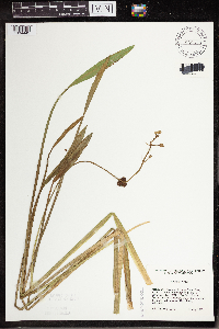 Sagittaria rigida image