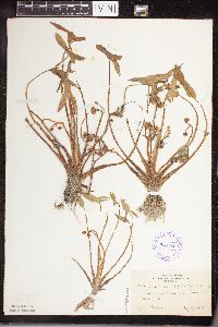 Sagittaria montevidensis image