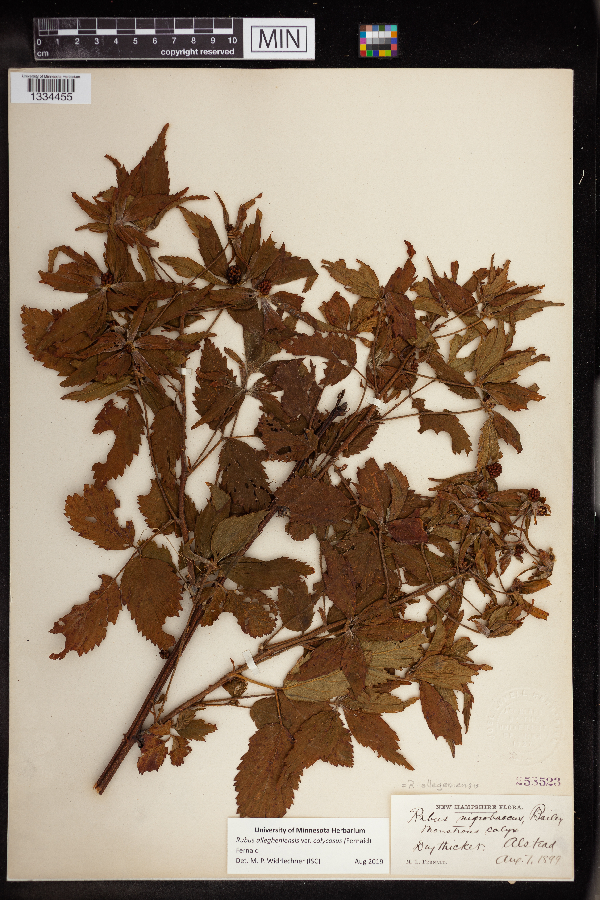 Rubus allegheniensis var. calycosus image
