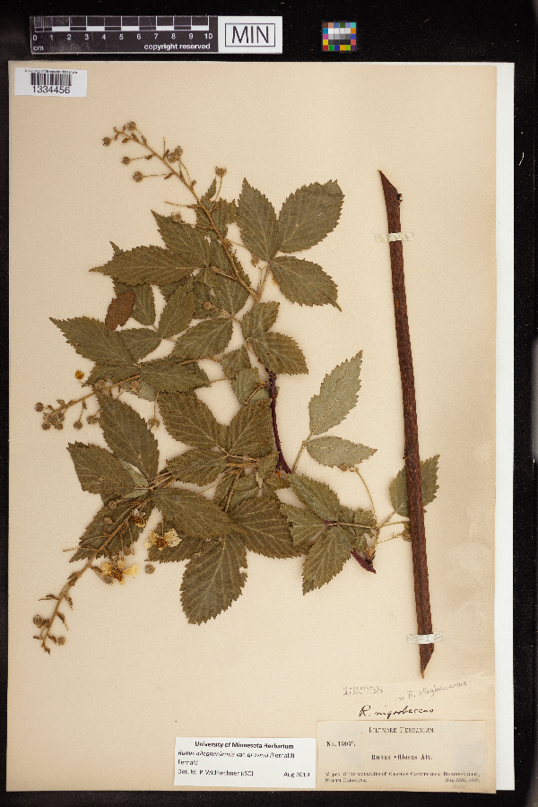 Rubus allegheniensis var. gravesii image
