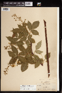 Media resource of Rubus allegheniensis
