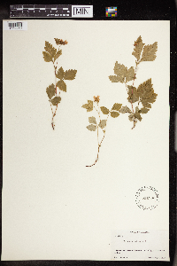 Rubus arcticus image