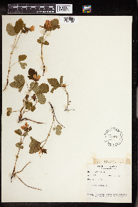 Rubus arcticus image