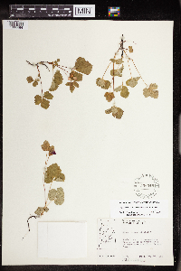 Rubus arcticus subsp. acaulis image