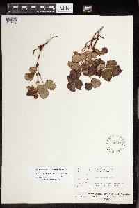 Rubus arcticus subsp. acaulis image