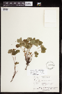 Rubus arcticus subsp. acaulis image