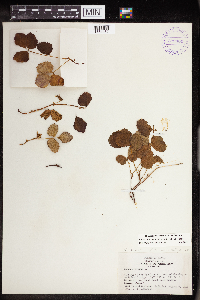Rubus arcticus subsp. acaulis image