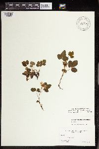 Rubus arcticus subsp. acaulis image